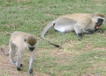[이런 일도] 원숭이떼 , 젖 먹던 생후 1개월 아기 납치