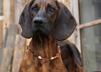 치노 교도소 탈옥수, 블러드하운드 경찰견에 붙잡혀