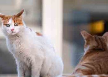 “고양이가 코로나 전파” ‘고양이→사람’ 감염 첫 사례 발견