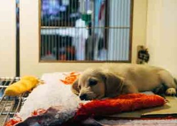 “이번 주말 무료 입양하세요”…셸터 꽉 차 더 이상 수용 못할 지경