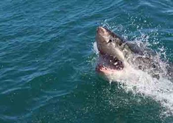 북가주 해변서 서핑 중 상어 공격 당해 중태