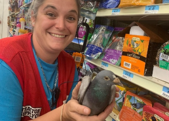 영국서 실종된 애완 비둘기, 바다 건너 미국서 발견