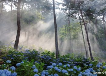 한국은 지금 파란·분홍 수국 천지..곳곳서 ‘수국 축제’
