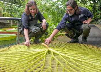 [화제] 수련 잎 넓이가 3m… 제3의 종 ‘경이로운 발견’