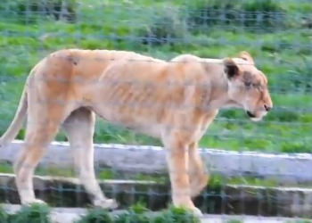 자기 꼬리까지 뜯어 먹어… 충격적 야생동물 홀로코스트