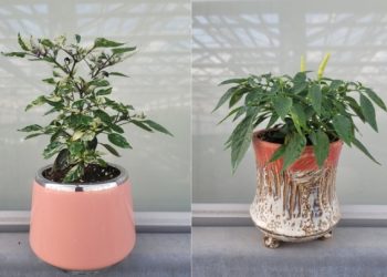 “청양고추보다 100배 매운 고추”…’유령고추’ 부트졸로키아, 하바네로