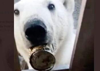 ‘혀에 깡통 낀 북극곰’ 마을로 찾아왔다(영상)