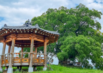 우영우 다녀간 ‘소덕동 팽나무’ 관광객들 인산인해’