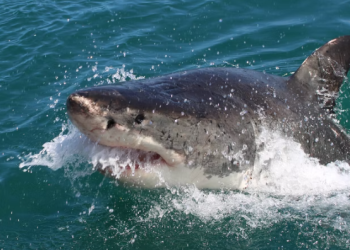 미국, 100년전 상어 전쟁 재연되나…상어 피해 급증