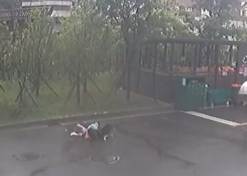 8살 초등생 습격한 개, 안락사 …70대 견주는 입건