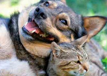 다저스구장 대규모 애완견 입양 행사..수수료 면제