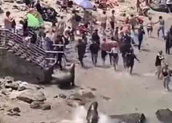 [이런 일도] 라호야 비치서 바다사자가 피서객들 공격(영상)