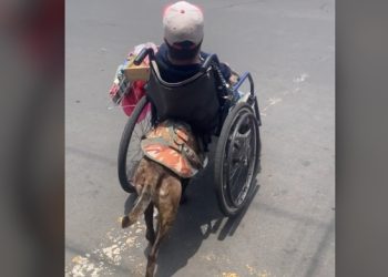 사지마비 주인 휠체어 미는 반려견…전세계 감동(영상)