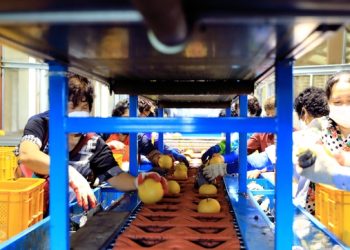 추석 앞두고 한국 명품 배 LA 수출 대폭 확대