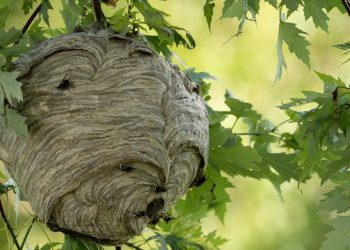 제주 숲길서 말벌의 습격…교사와 어린이 8명 응급실