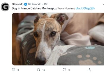 확진자 주인과 한 침대 쓴 반려견, 멍키팍스 감염