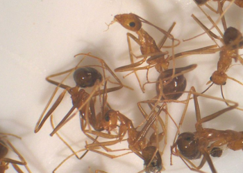 ‘최악 침입종’ 노랑미친개미(yellow crazy ant)대습격…뱀, 토끼도 숨져