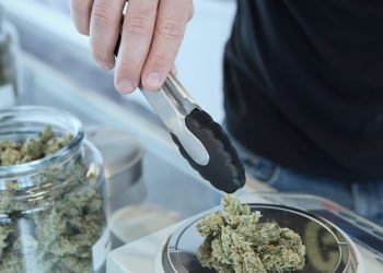 한국 마리화나 규제 대폭완화 움직임 “의료용 휴대 출입국 허용”