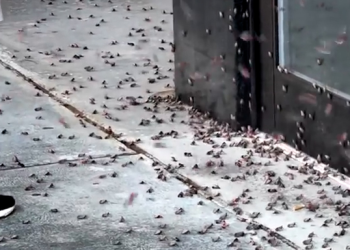 꽃매미떼 뉴욕, 뉴저지 습격 “밟아서 없애자”