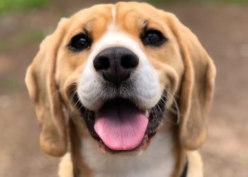 미시간서 파보 바이러스 의심 개 수십마리 폐사