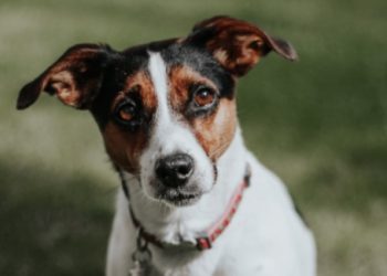 “곰 무서운 줄 모른다?”…불곰 맞서 주인 구한 테리어