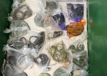 “몸 구석구석 파충류 1700여마리 숨겨” LA 남성 기소