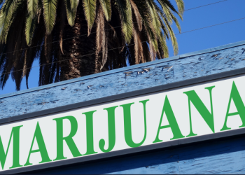 “미국인 마리화나 흡연율, 담배 추월… 담배보다 마리화나 더 많이 피워”