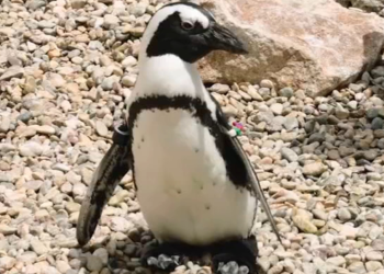 ‘샌디에고 동물원’ 발 아파 못걷던 펭귄…신발 얻은 뒤 여친 생겨