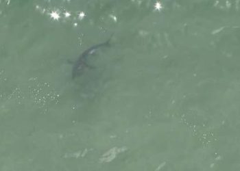 맨해튼 비치에 대형 식인 백상어 출몰