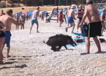멧돼지가 바다서 불쑥·…피서객들 혼비백산(영상)