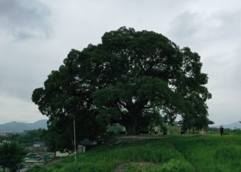 ‘우영우 팽나무’ 천연기념물 된다…문화재청 지정 예고