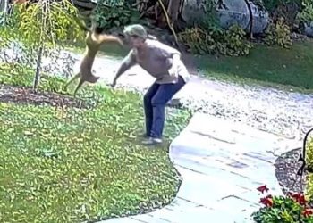 ‘광견병 여우’ 공격에 뉴욕 여성 사투(영상)