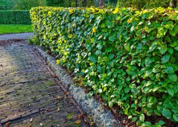 정원 울타리 낡은 가방, 금붙이 쏟아져