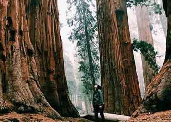 레드우드공원 하이퍼리온 나무 접근금지..5천달러 벌금, 6개월형