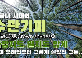 [김학천의 파워레퀴엠] 수관기피; 가깝지도 멀지도 않은