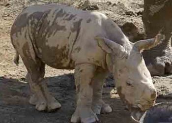 샌디에고 동물원, 아기 코뿔소 탄생(영상)