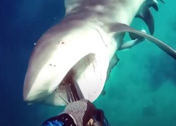 미 유람선 여성 승객 사망, 스노클링 중 상어공격 받아(영상)