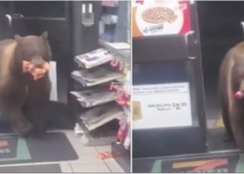 예의바른 곰, 7/11 들어와 쵸코릿 들고 나가(영상)