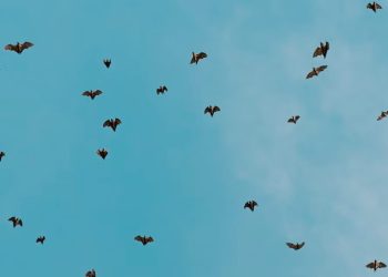 오렌지카운티, 광견병 감염 박쥐 발견..절대 만져선 안돼