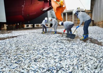 조선소 도크에 물고기 수천마리…좋은 징조?