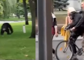 동물원 탈출 침팬지, 사육사 설득으로 돌아와