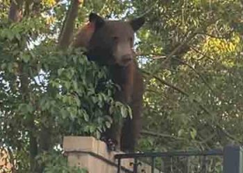 “우리 집 수영장에 곰이 있어요”