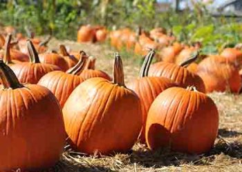 캘리포니아 최고 호박밭은 여기…주말나들이 무료입장