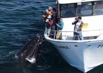 흑등고래 3마리가 한꺼번에 배로 다가와