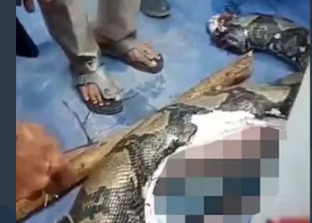 거대 비단뱀, 50대 여성 통째로 삼켜…실종 하루만에 시신