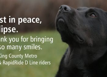 버스 타고 공원 놀러 다니던 ‘시애틀 스타견’, 세상 떠나