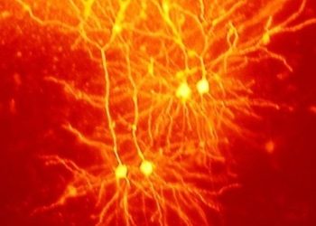 스탠포드 연구진 “발달장애·뇌손상 치료 길 열렸다”