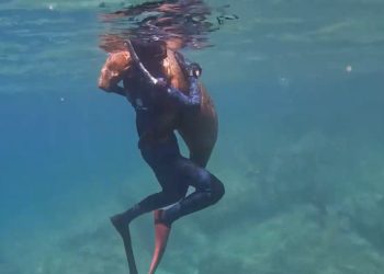 야생 바다사자의 포옹…스노클링 10대 “넋이 빠졌다”(영상)