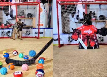 골키퍼 뺨치는 셰퍼드…아이스하키 퍽만 척척(영상)