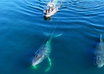 91m 밧줄에 걸린 고래, 구조대 오자 보인 행동